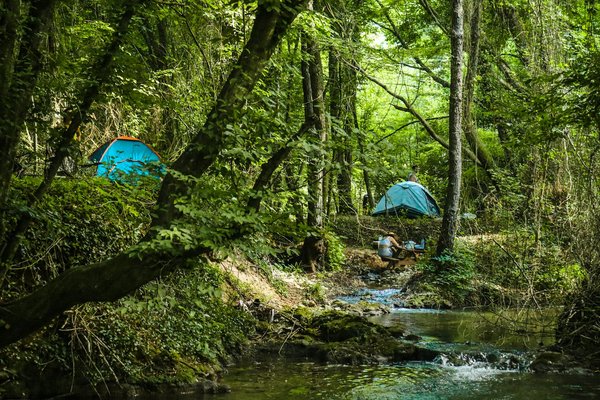 Comment organiser un camping pour observer les oiseaux en forêt amazonienne?